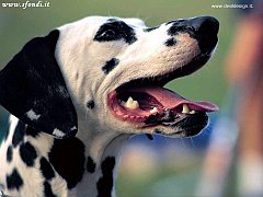 dalmata1 copia